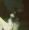 Acer campestre, leaves