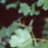 Acer campestre, leaves