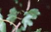 Acer campestre, leaves