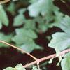 Acer campestre, leaves