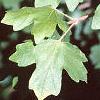 Acer campestre, leaves