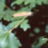 Acer campestre, leaves