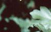 Acer campestre, leaves