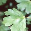 Acer campestre, leaves