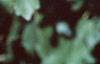 Acer campestre, leaves