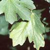 Acer campestre, leaves