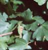 Acer campestre, leaves