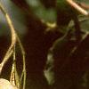 Acer campestre, fruit