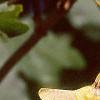 Acer campestre, fruit