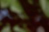 Acer campestre, fruit