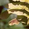 Acer campestre, fruit
