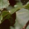 Acer campestre, fruit