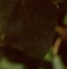 Acer campestre, fruit