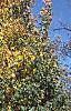 Acer campestre, fall color
