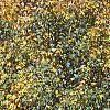 Acer campestre, fall color