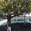 Acer campestre, fall color