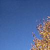 Acer campestre, fall color