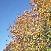 Acer campestre, fall color