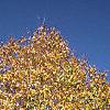 Acer campestre, fall color
