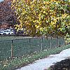 Acer campestre, fall color