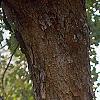 Acer campestre, bark