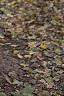 Acer campestre, bark