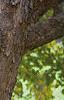 Acer campestre, bark