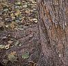 Acer campestre, bark