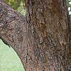 Acer campestre, bark