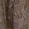 Acer campestre, bark