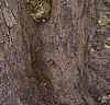 Acer campestre, bark