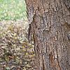 Acer campestre, bark