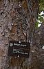 Acer campestre, bark