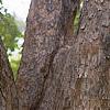 Acer campestre, bark