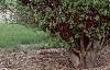 Acer campestre 'Compactum', habit