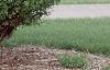 Acer campestre 'Compactum', habit