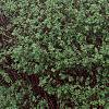 Acer campestre 'Compactum', habit