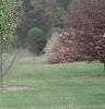 Acer campestre 'Compactum', habit