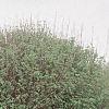 Acer campestre 'Compactum', habit