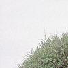 Acer campestre 'Compactum', habit