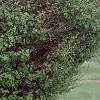 Acer campestre 'Compactum', habit