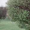 Acer campestre 'Compactum', habit