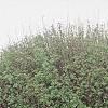 Acer campestre 'Compactum', habit