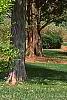 Acer carpinifolium, habit