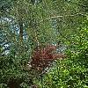 Acer carpinifolium, habit