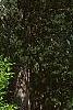 Acer carpinifolium, habit