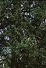 Acer carpinifolium, habit