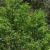 Acer carpinifolium, habit