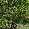 Acer carpinifolium, habit