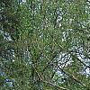 Acer carpinifolium, habit